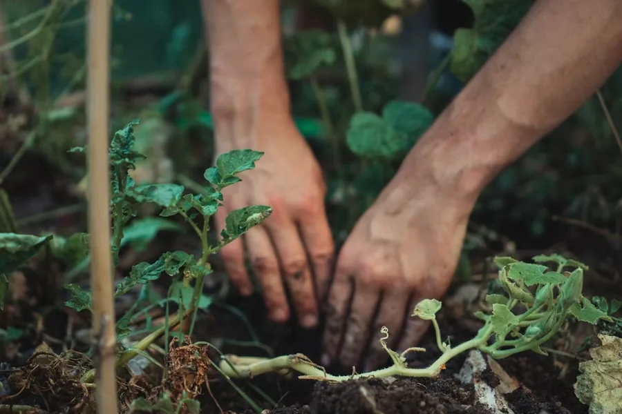 Deux mains déposent un jeune plant dans la terre d’un potager